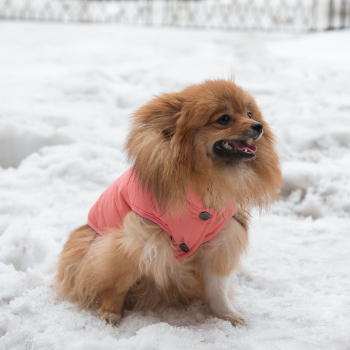 Зимняя куртка (жилетка) для выгула собак Hitvest L розовый-4